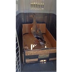 Odłowiona kacza mama