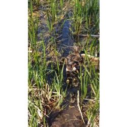 Kaczka wraz z młodymi na wodzie