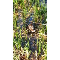 Kaczka wraz z młodymi na wodzie