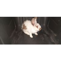 Biało-brązowy królik